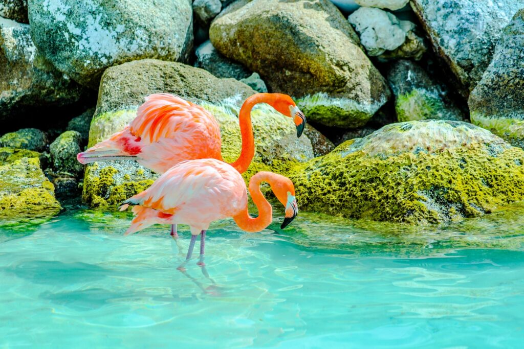 Do h-1 holders Need Visa for Aruba