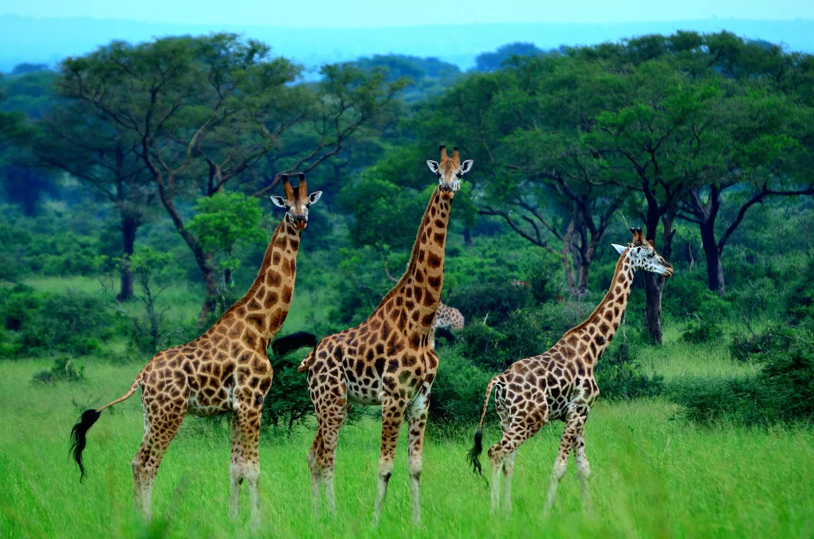 uganda-visa-online-transit-evisa-visas-for-future