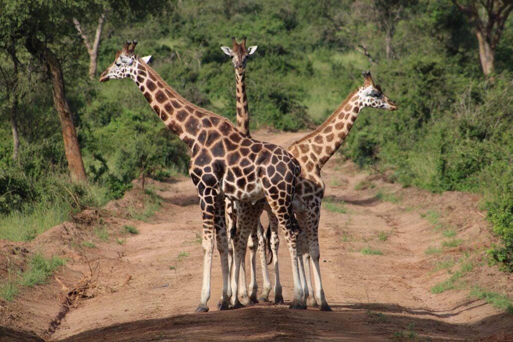 Uganda Travel Visa Requirements
