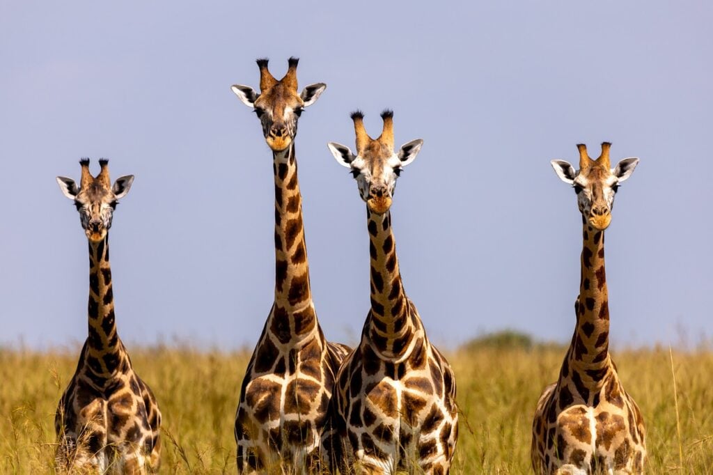Uganda Visa Options