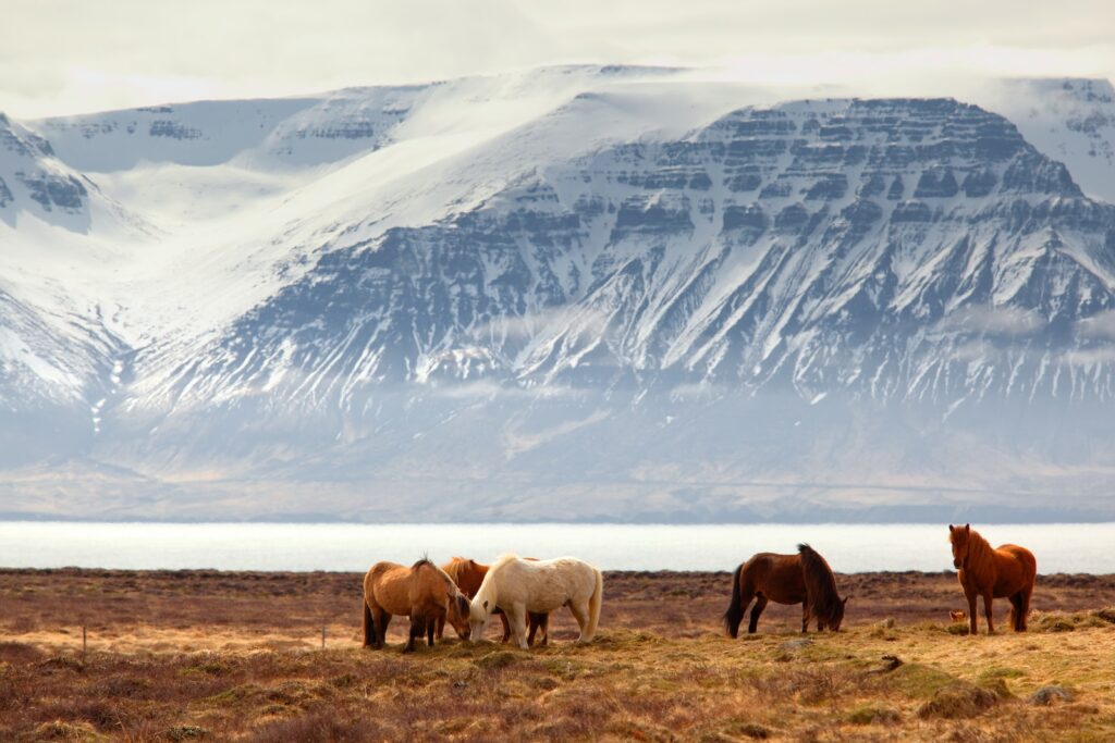 Iceland Embassies and Consulates
