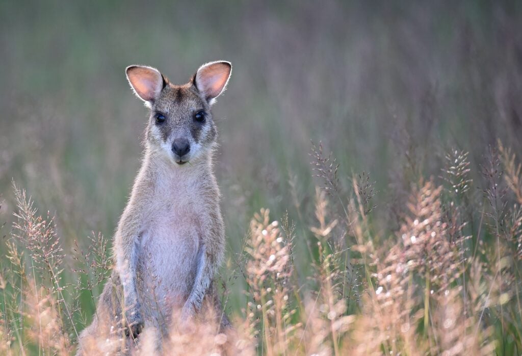 Australia Visa Validity