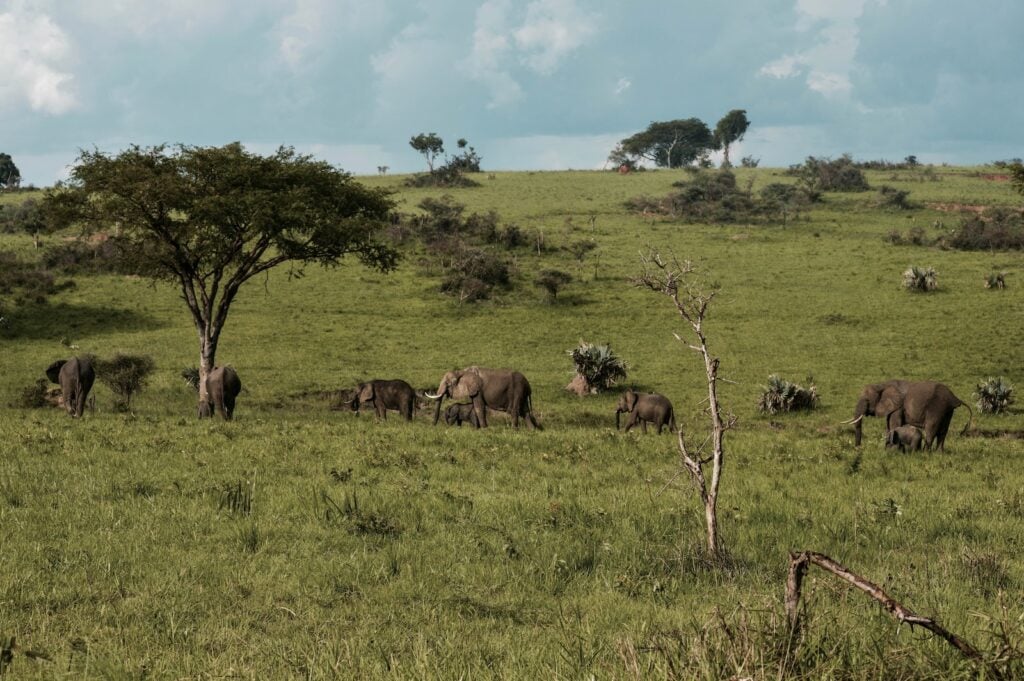 Uganda tourist visa (fee, price)