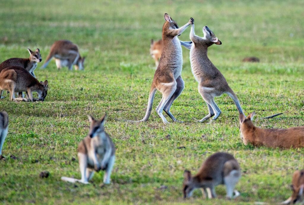 Australia Visa Free Countries
